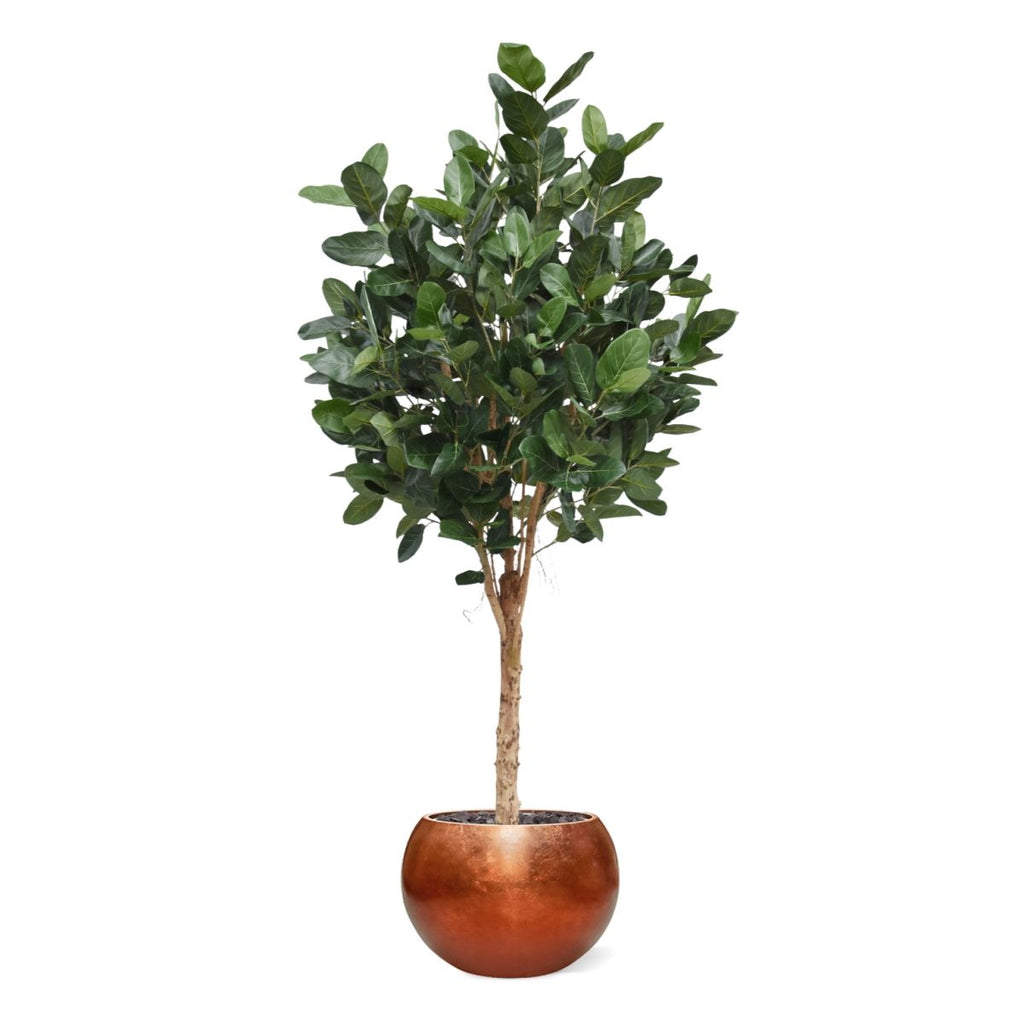 Ficus Audrey Kunstboom Deluxe 250cm