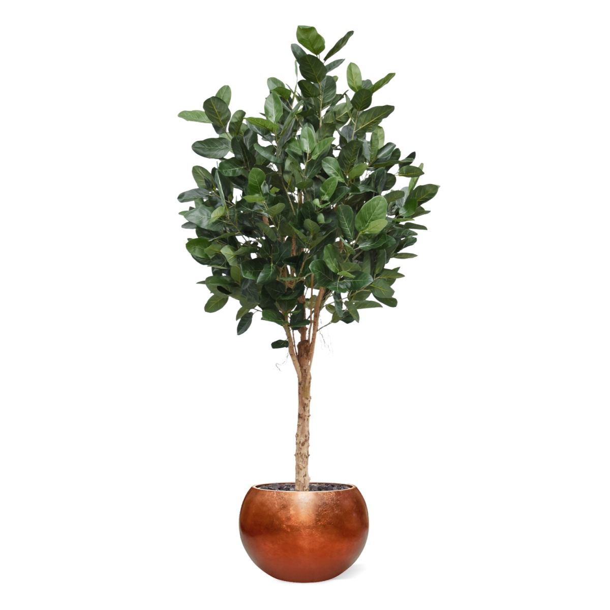 Ficus Audrey Kunstboom Deluxe 250cm