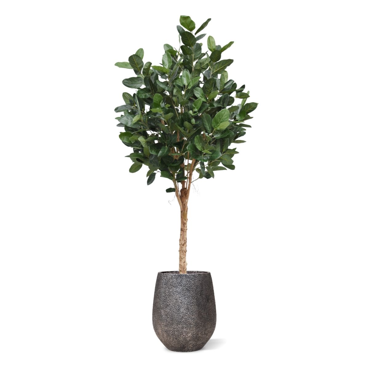 Ficus Audrey Kunstboom Deluxe 250cm