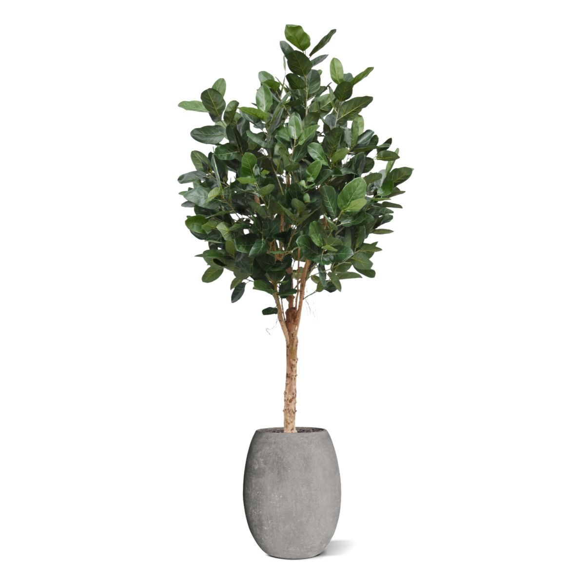 Ficus Audrey Kunstboom Deluxe 250cm