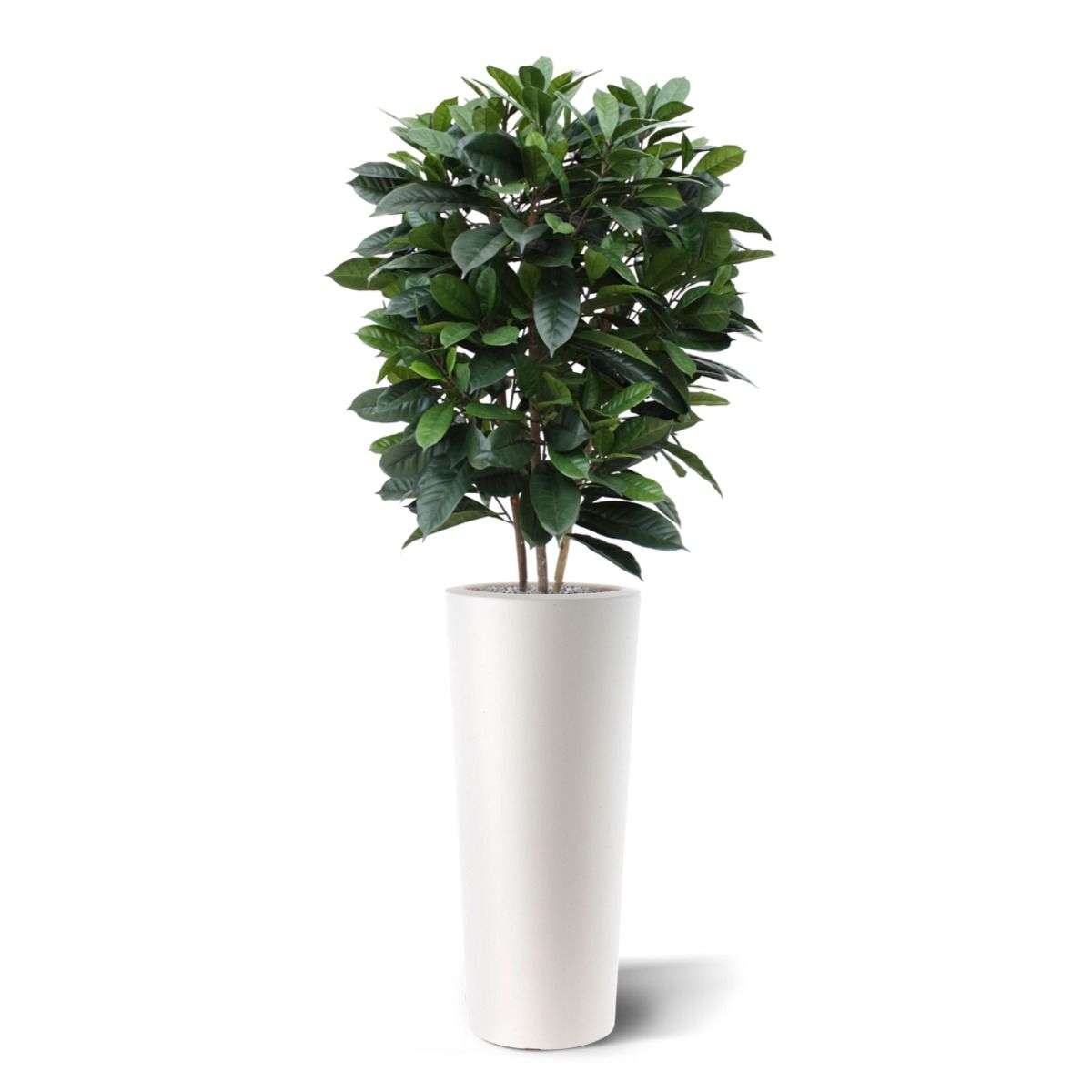 Ficus Cyathistipula deluxe kunstplant 120cm