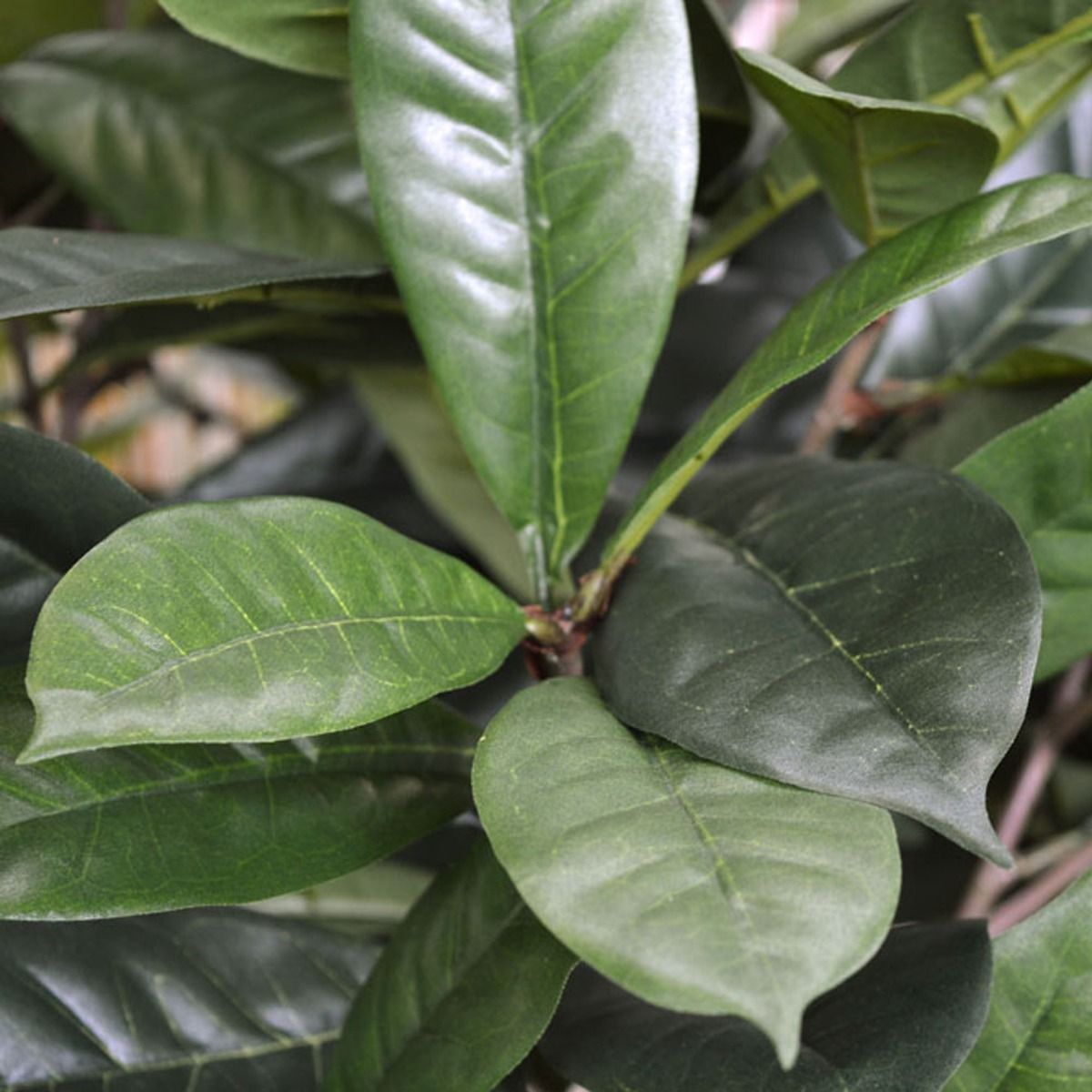 Ficus Cyathistipula deluxe kunstplant 120cm