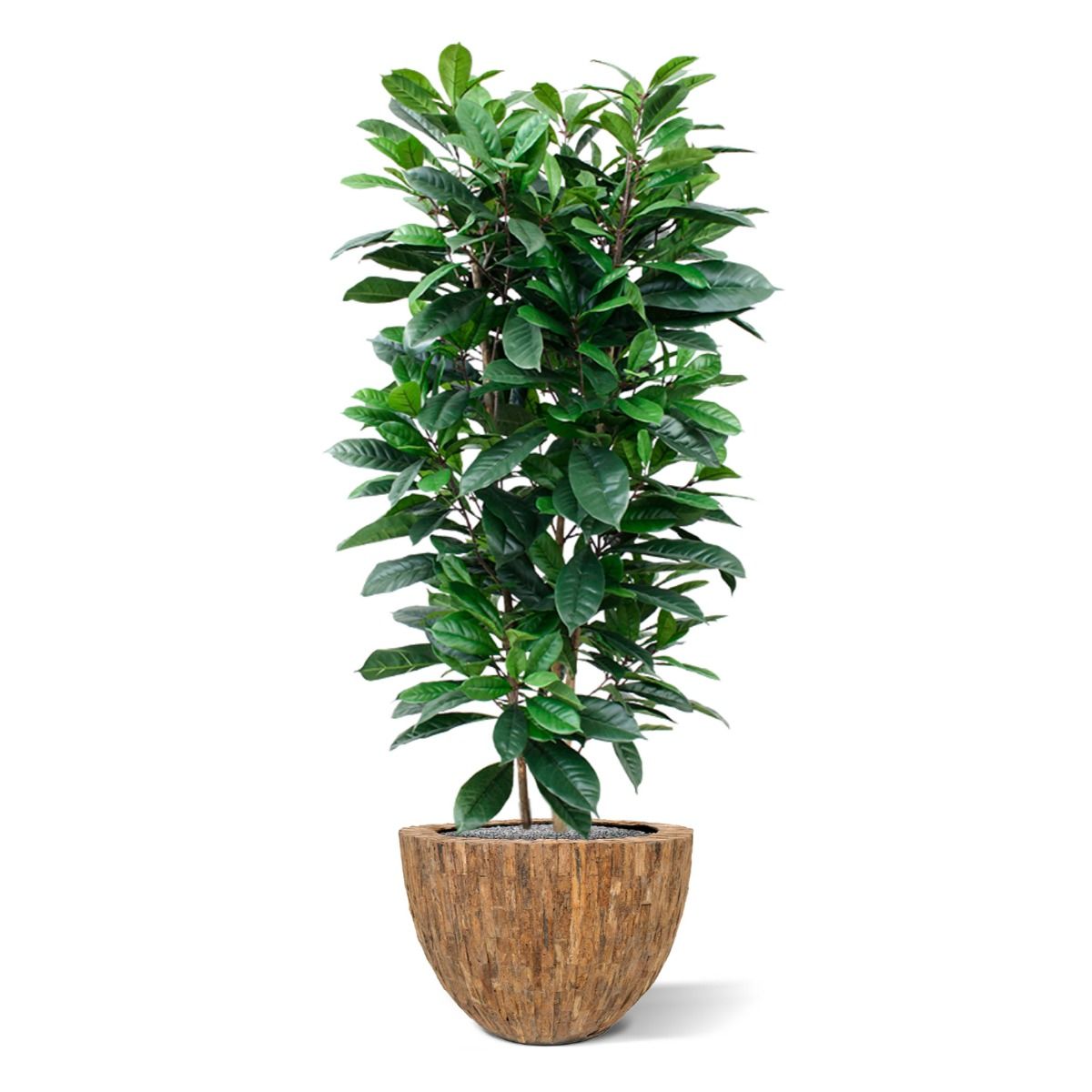Ficus Cyathistipula deluxe kunstplant 160cm