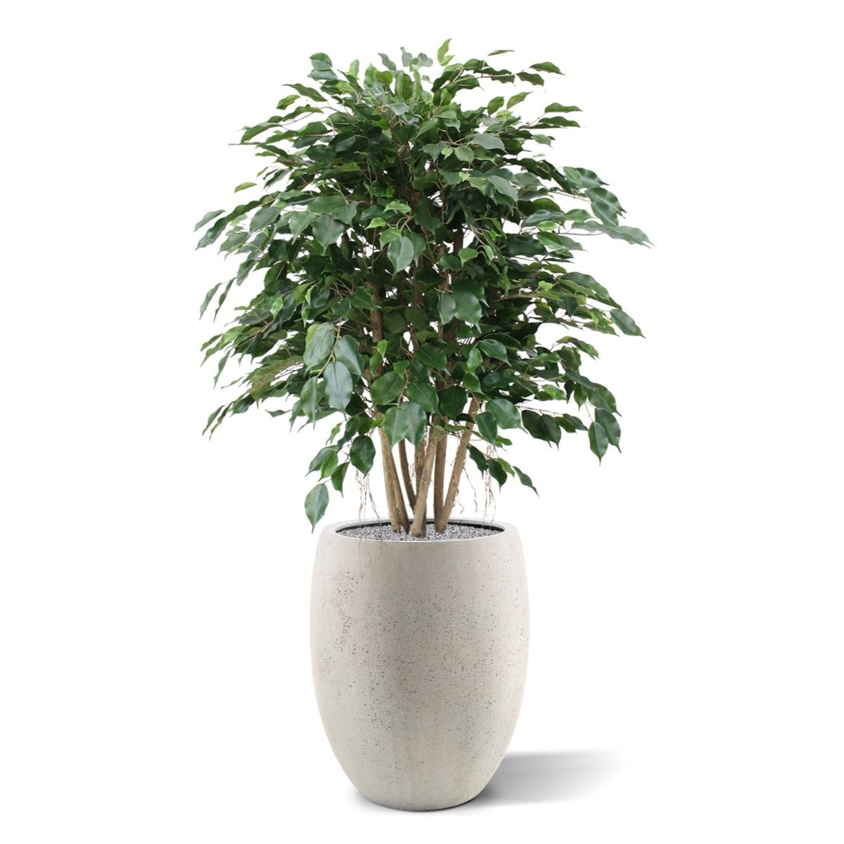 Ficus Exotica XL kunstplant 110cm
