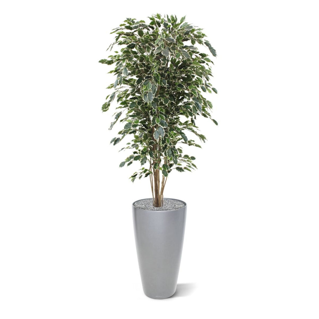 Ficus Exotica deluxe kunstboom 180cm - bont