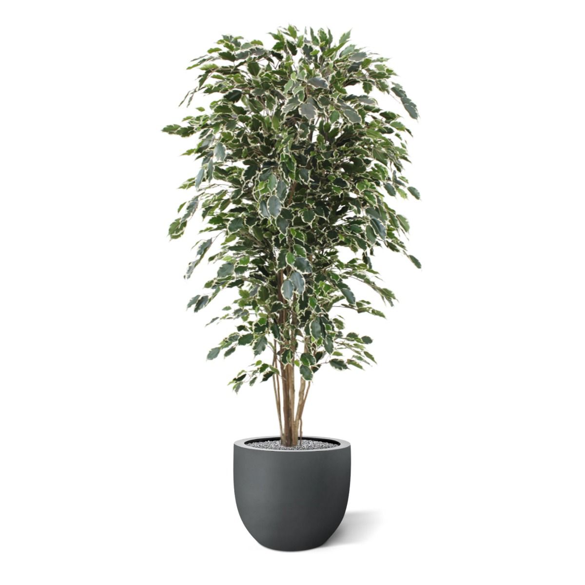 Ficus Exotica deluxe kunstboom 180cm - bont