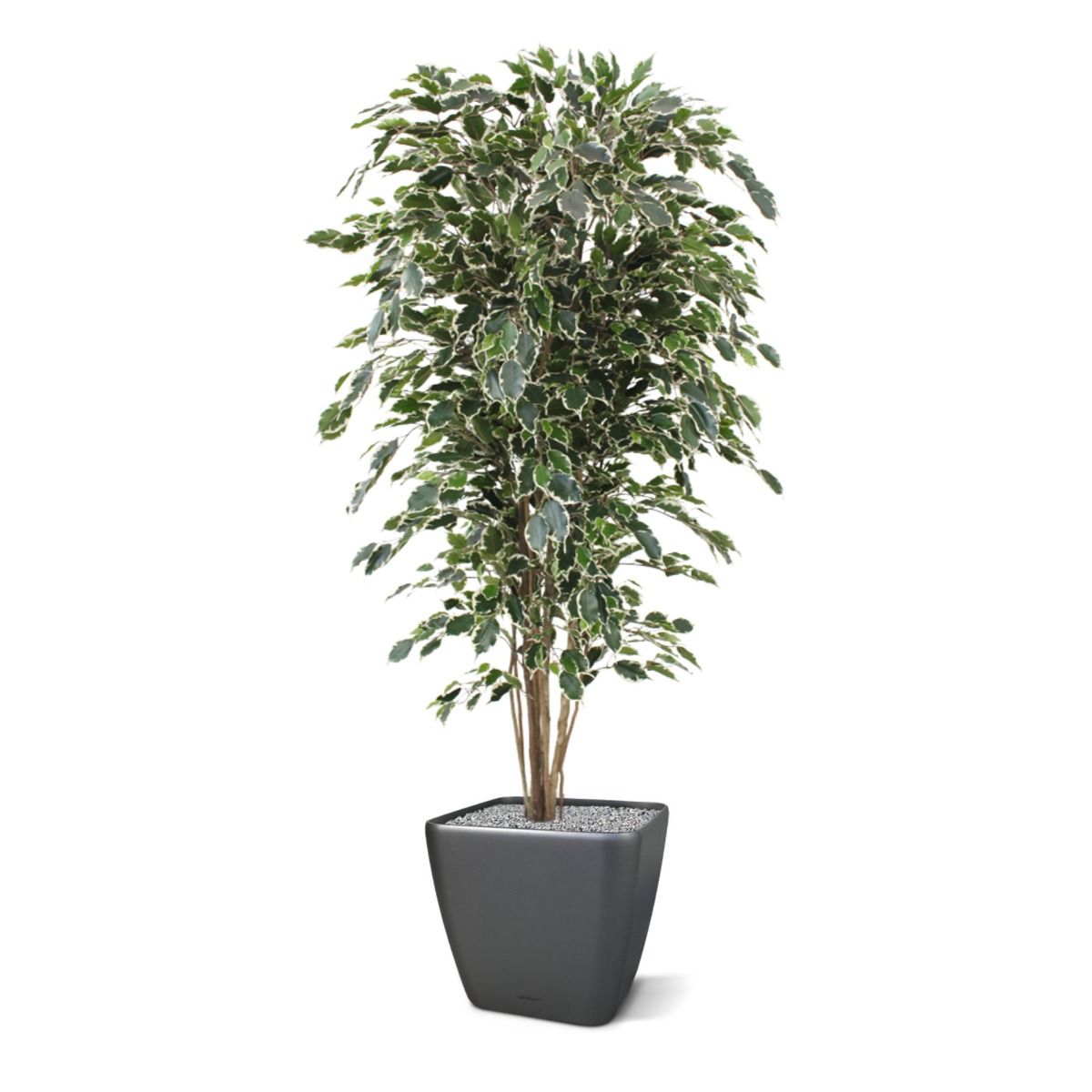 Ficus Exotica deluxe kunstboom 180cm - bont