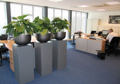 Alocasia Calidora kunstplant 60cm