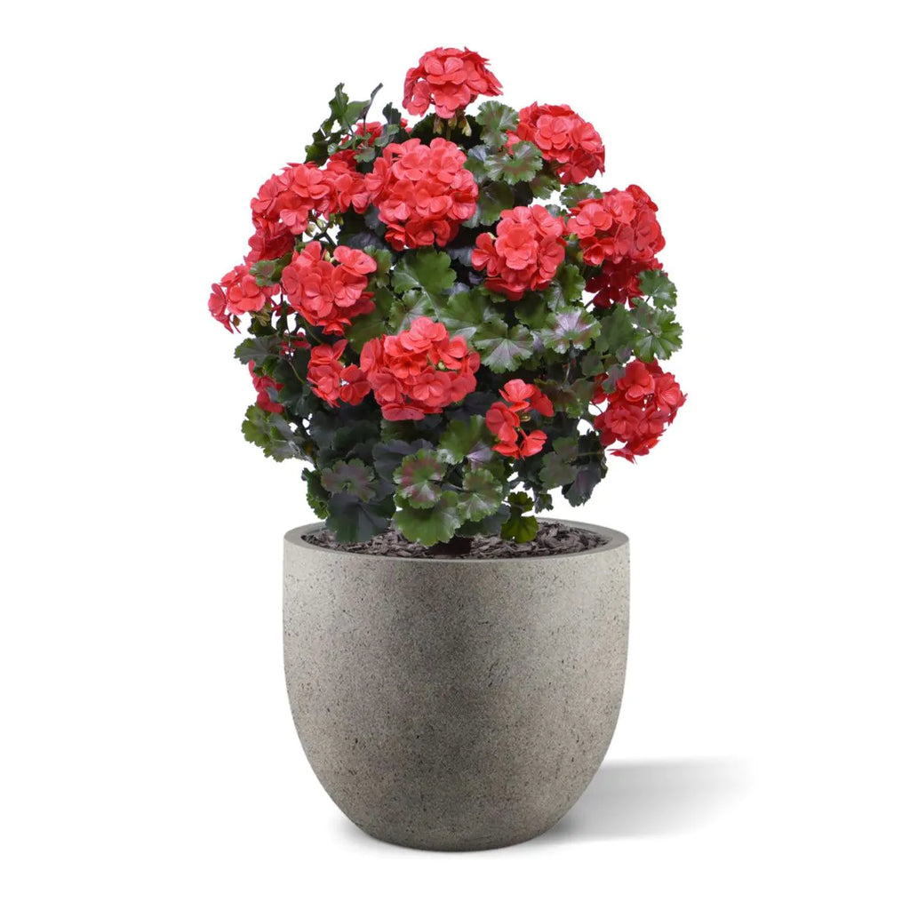 Geraniumbol kunstplant 70cm UV rood