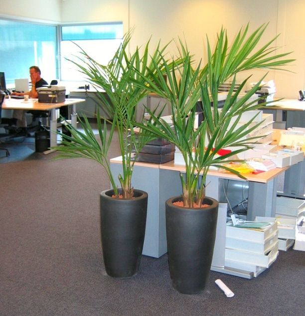 Kentia deluxe kunstpalm 135cm