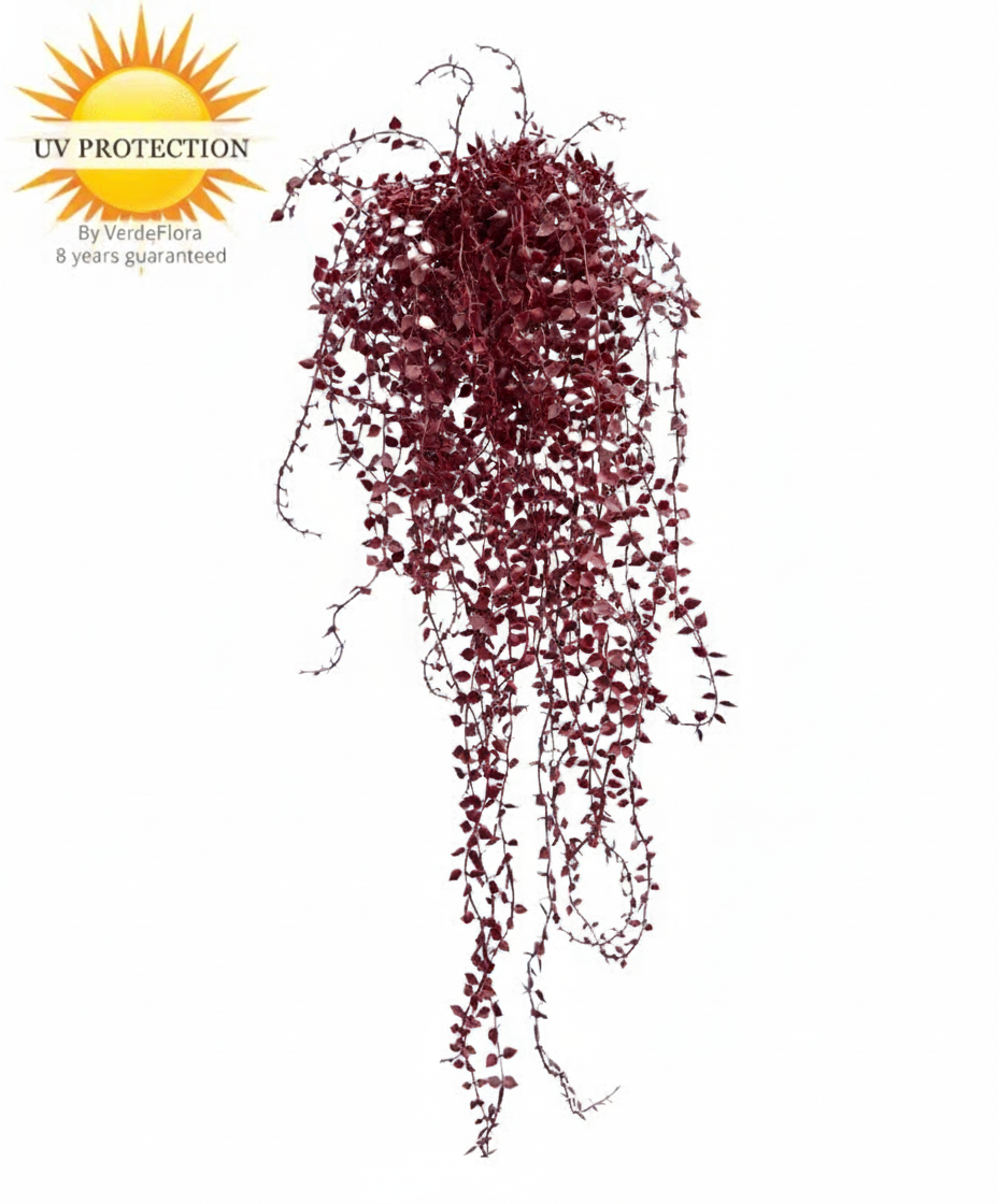 Hangplant voor buiten: Callisia burgundy, UV-bestendig
