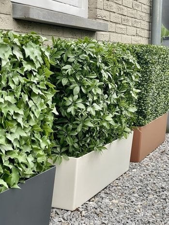 Art outdoor Schefflera hedge on frame with UV protection