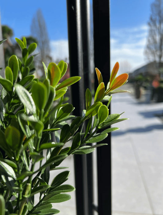 Kunstbuxus struik voor buiten 50cm UV