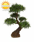 Luxe buitenkunst Podocarpus Bonsai x5 90 cm met UV-bescherming