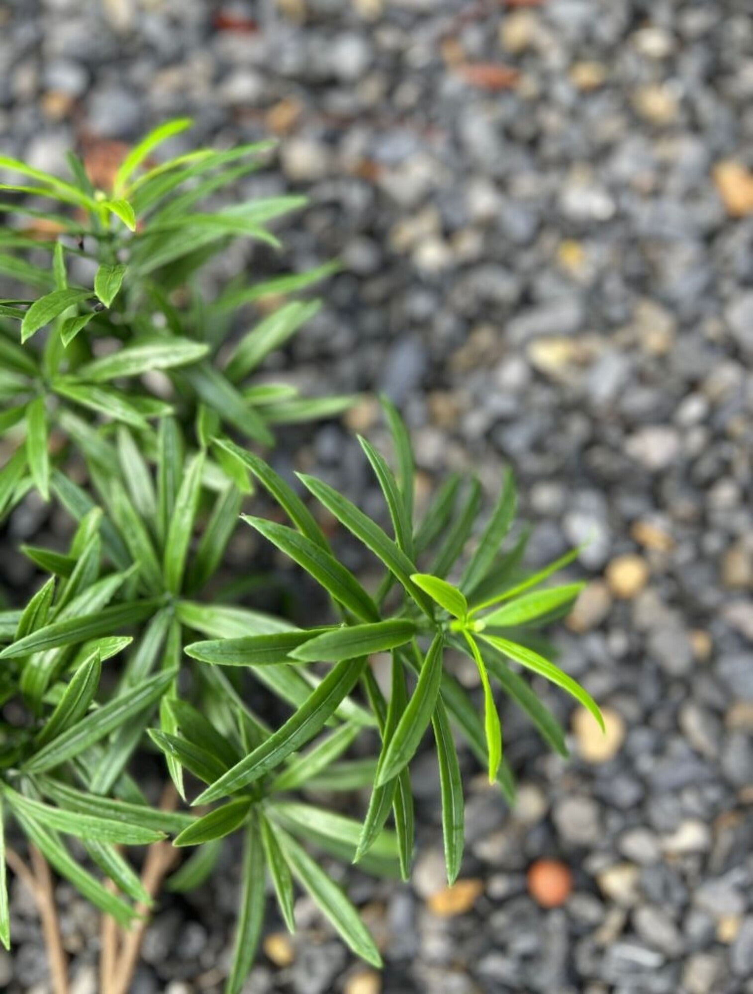 Kunstmatig boeket Podocarpus voor buiten, 50 cm, UV-bestendig.
