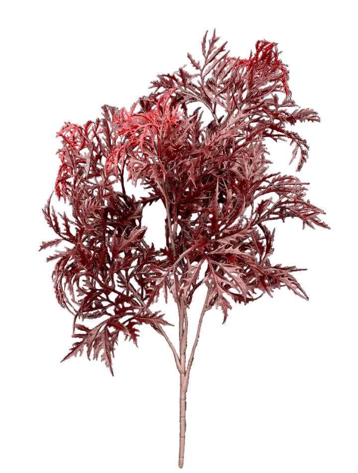 Ming Aralia bordeauxrode tak 50cm UV