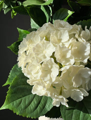 Out Art Hydrangea white 65 cm with UV Protection