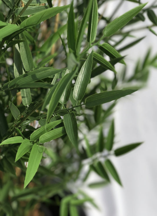 Artificial outdoor Bamboo plant 60 cm UV-protected