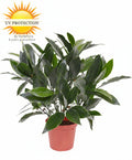 Kleine kunstmatige laurierplant in pot van 35 cm, UV-beschermd, geschikt voor buiten.