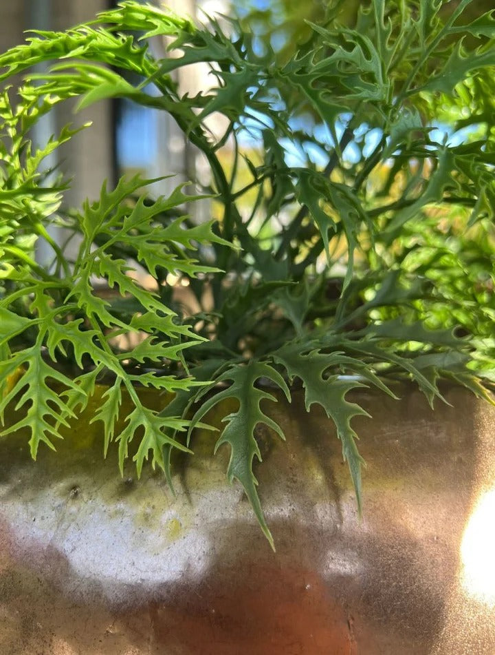 Plastic Ming Aralia branch 50 cm UV