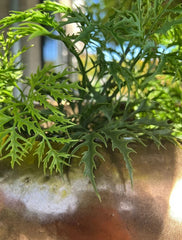 Plastic Ming Aralia branch 50 cm UV