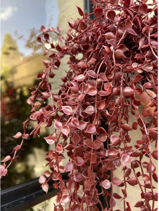 Outdoor hanging plant Callisia burgundy UV-proof