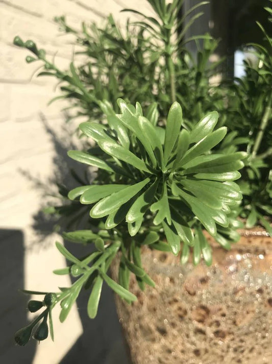 Crossostephium Branch 45 cm UV