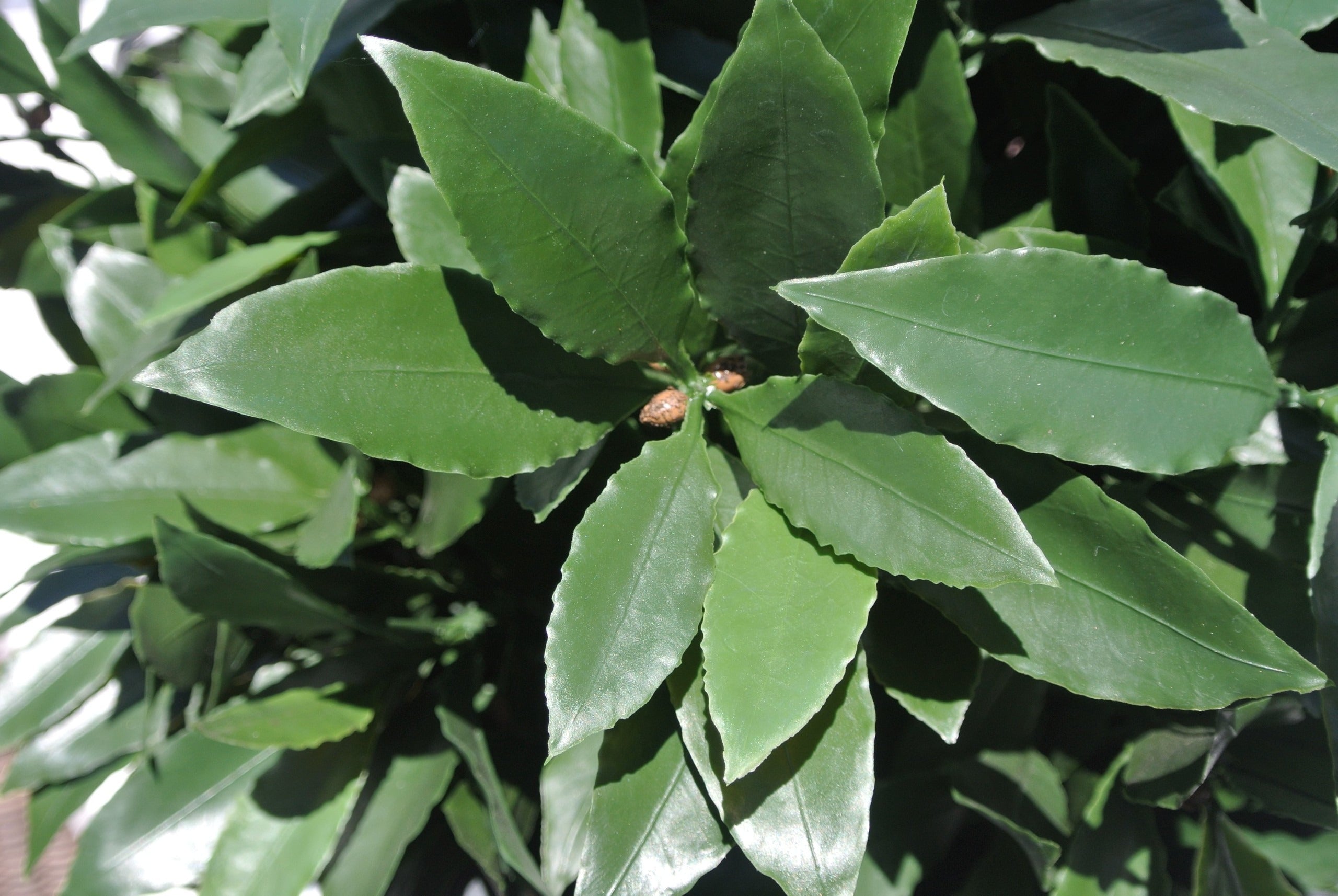 Artificial outdoor Laurel tree 120 cm UV-protected