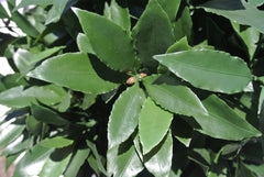 Artificial outdoor Laurel tree 120 cm UV-protected