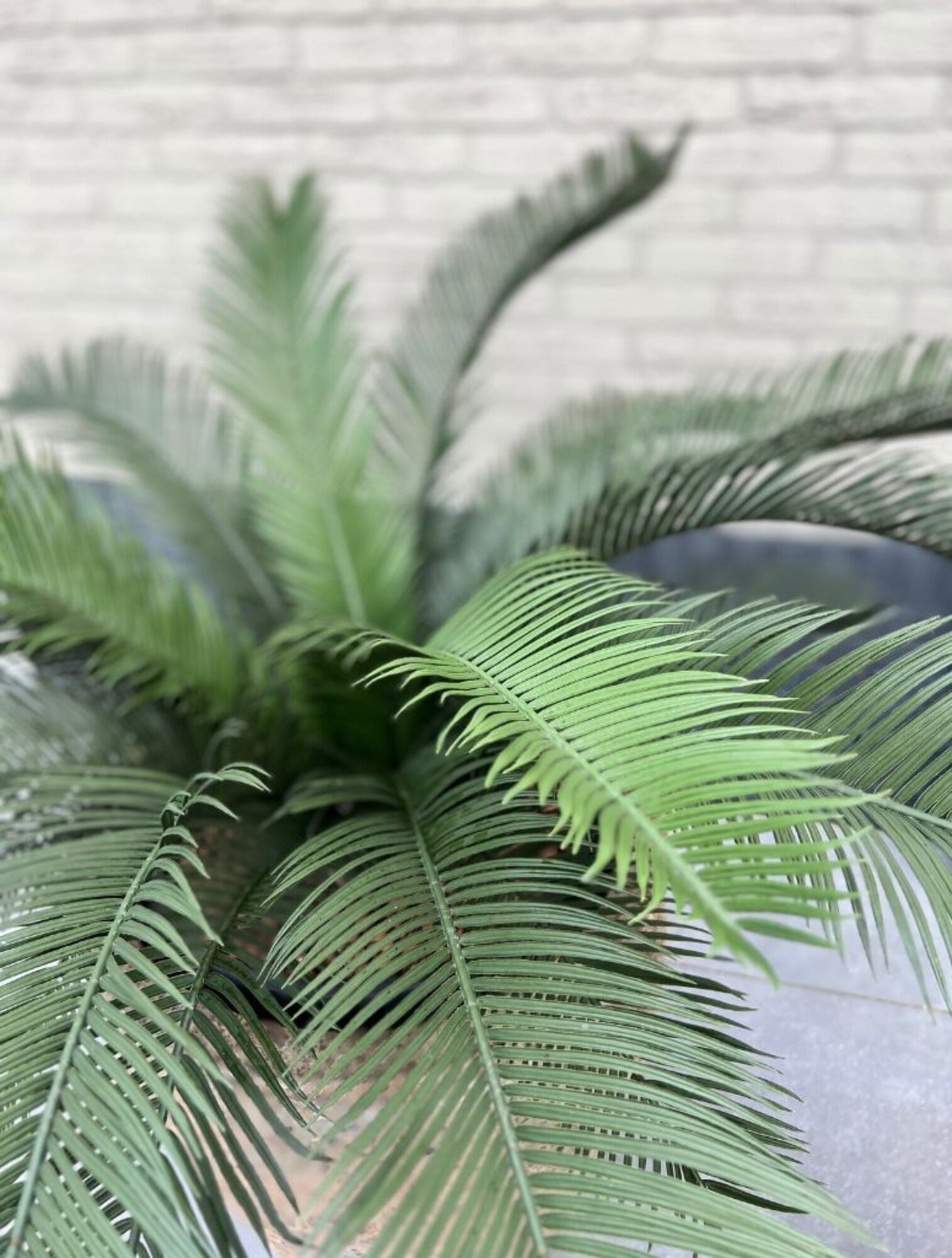 Buitenkunst Cycas Palm 80 cm UV-beschermd