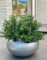 Artshrub Eucalyptus 30 UV