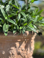 Outdoor Artificial Olive tree 60cm UV