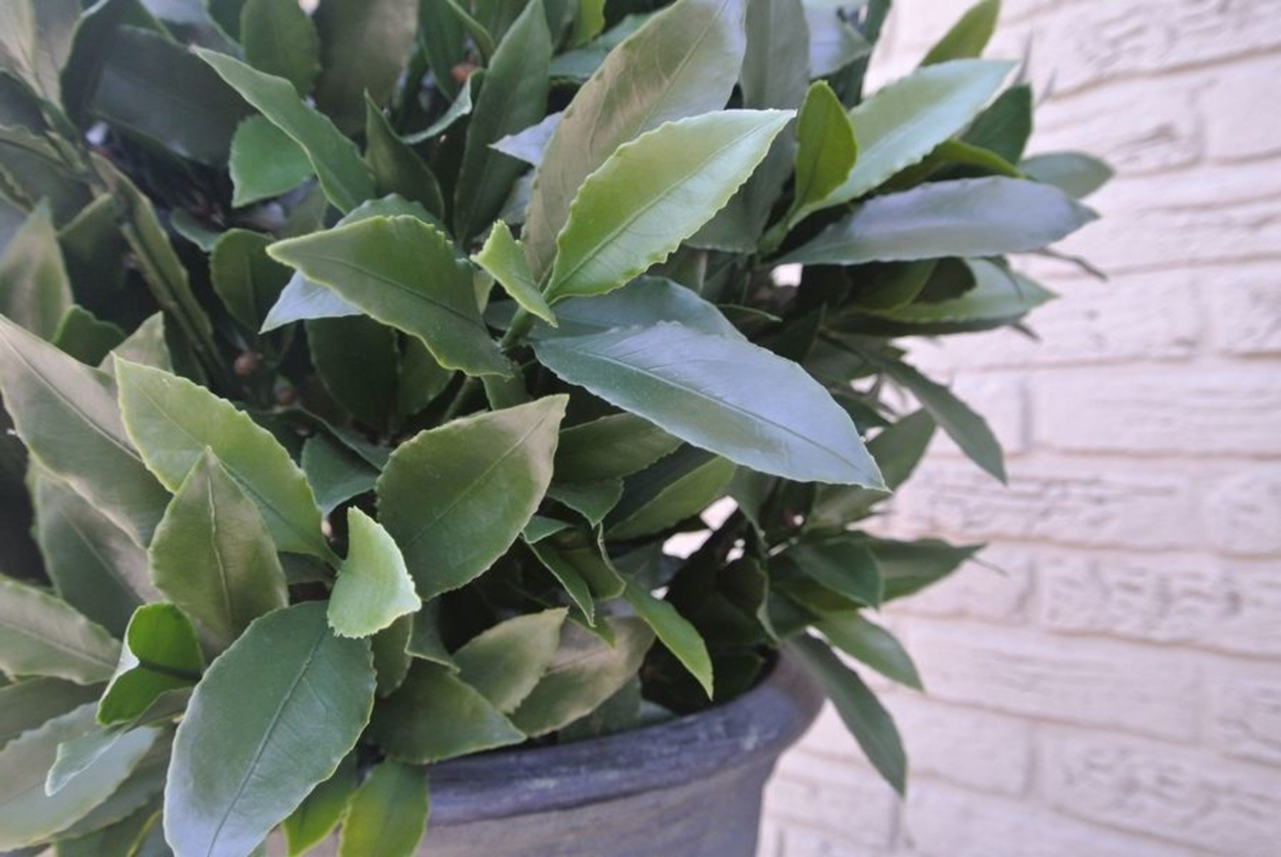 Art outdoor Laurel ball 55 cm UV