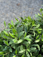 Outdoor Artificial Olive tree 60cm UV