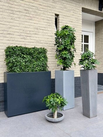 Kunstwerk voor buiten: Schefflera-haag op frame met UV-bescherming