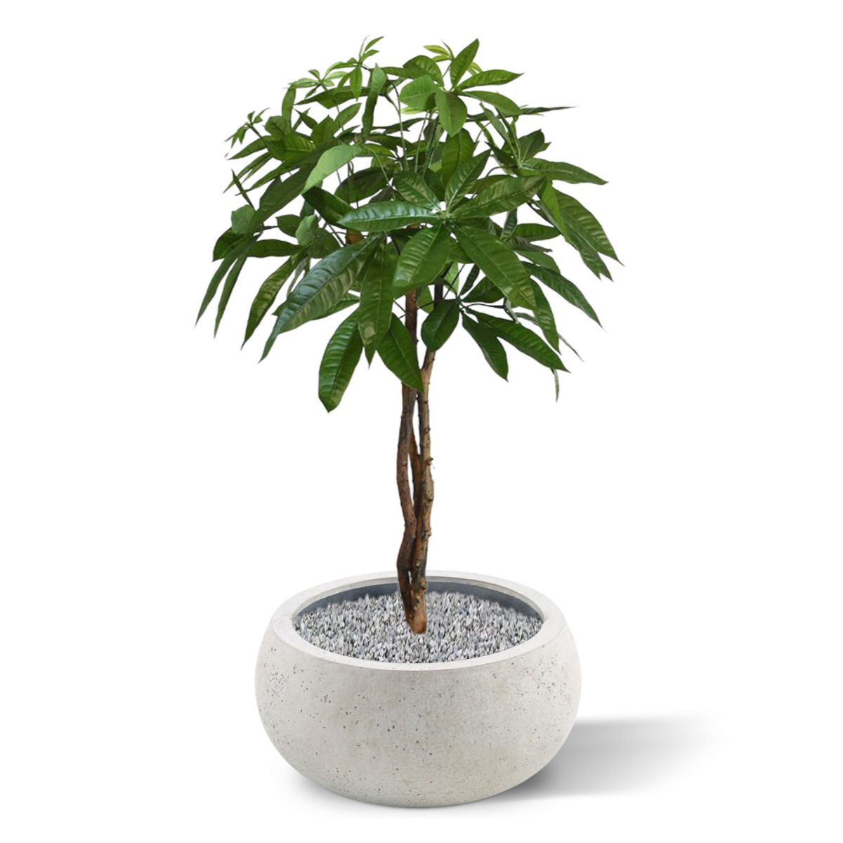Pachira bal kunstplant op stam 75cm