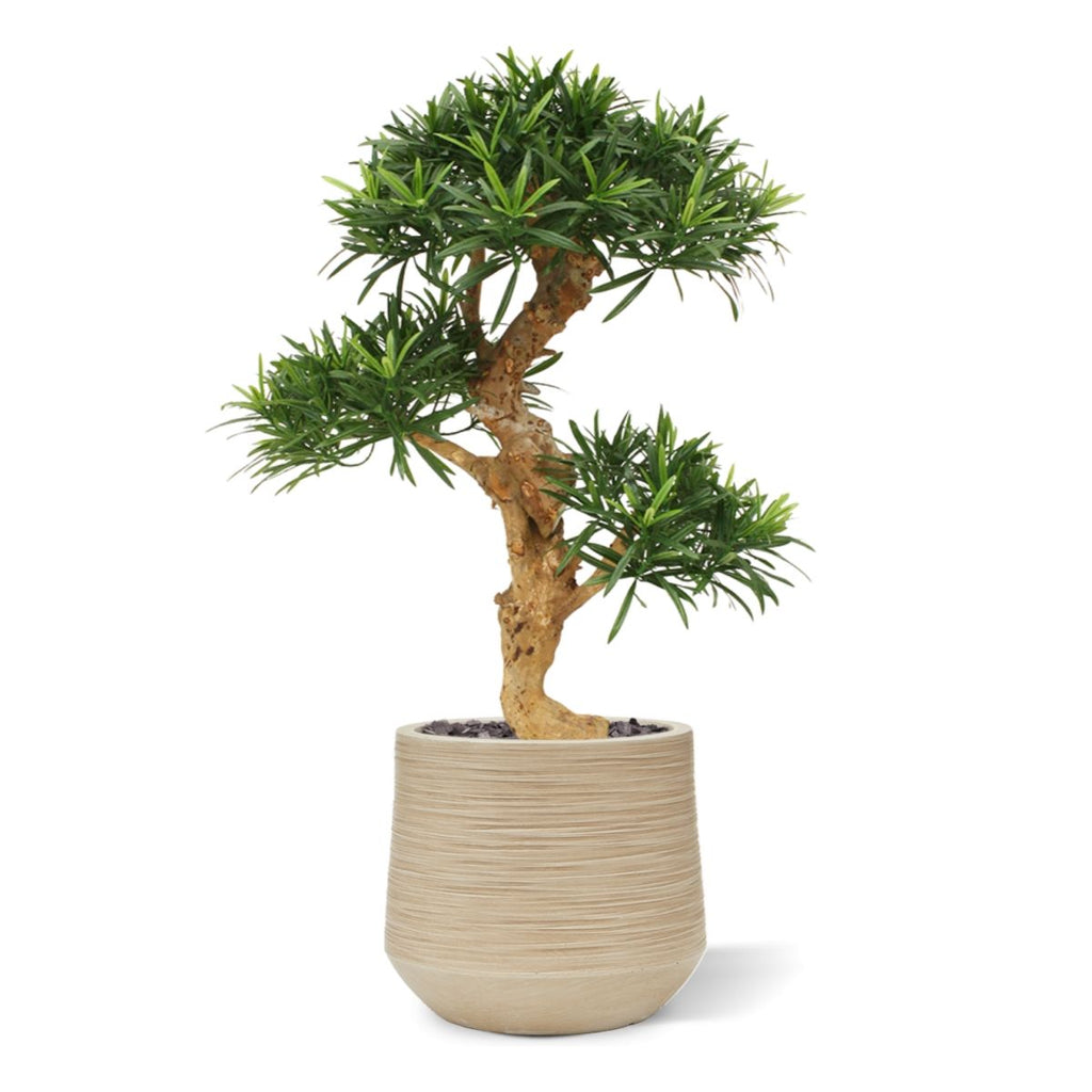 Podocarpus kunstbonsai boom deluxe op voet 65cm