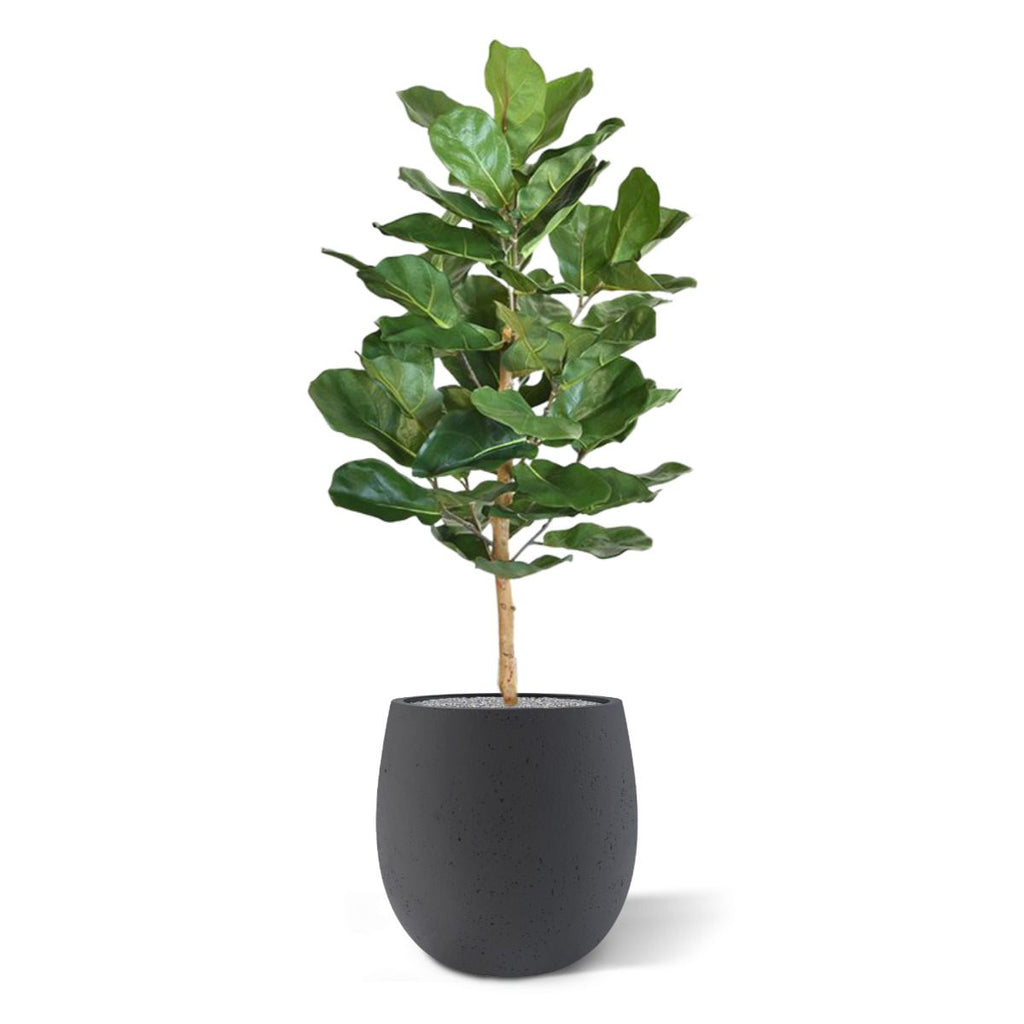 Lyrata Royal kunstplant 90cm