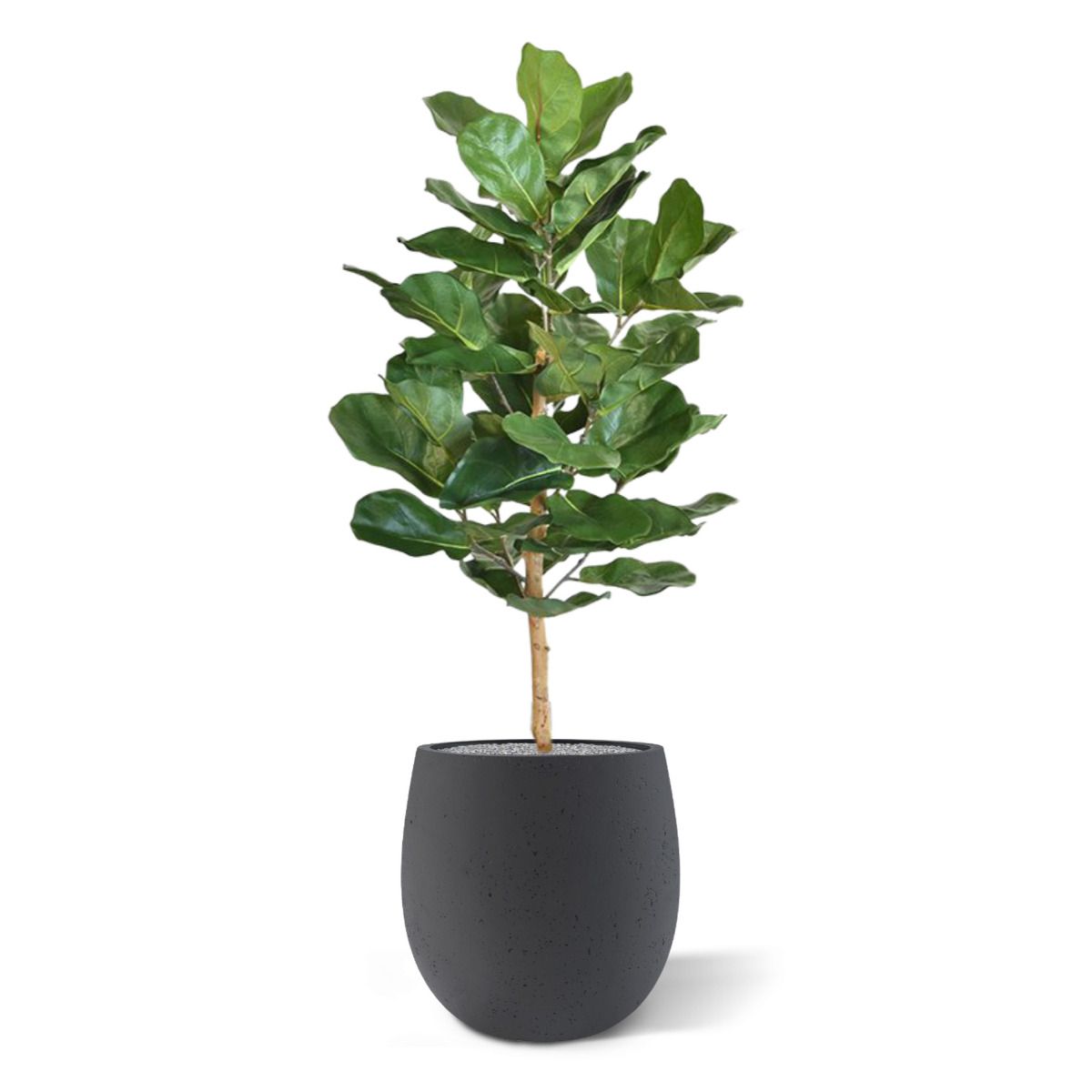 Lyrata Royal kunstplant 90cm