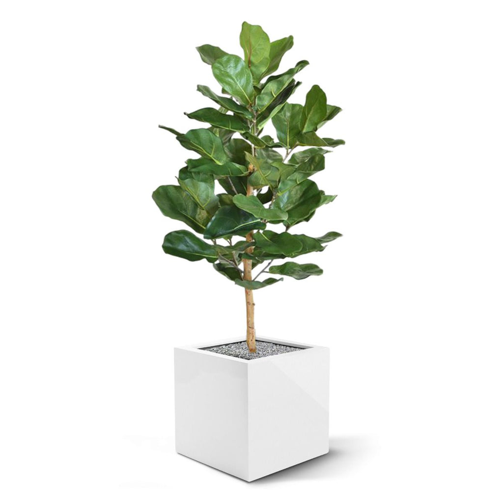 Lyrata Royal kunstplant 90cm