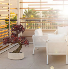 Outdoor artificial Ming Aralia bonsai in burgundy with tested UV guarantee