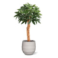Pachira Kunstplant Deluxe 100cm