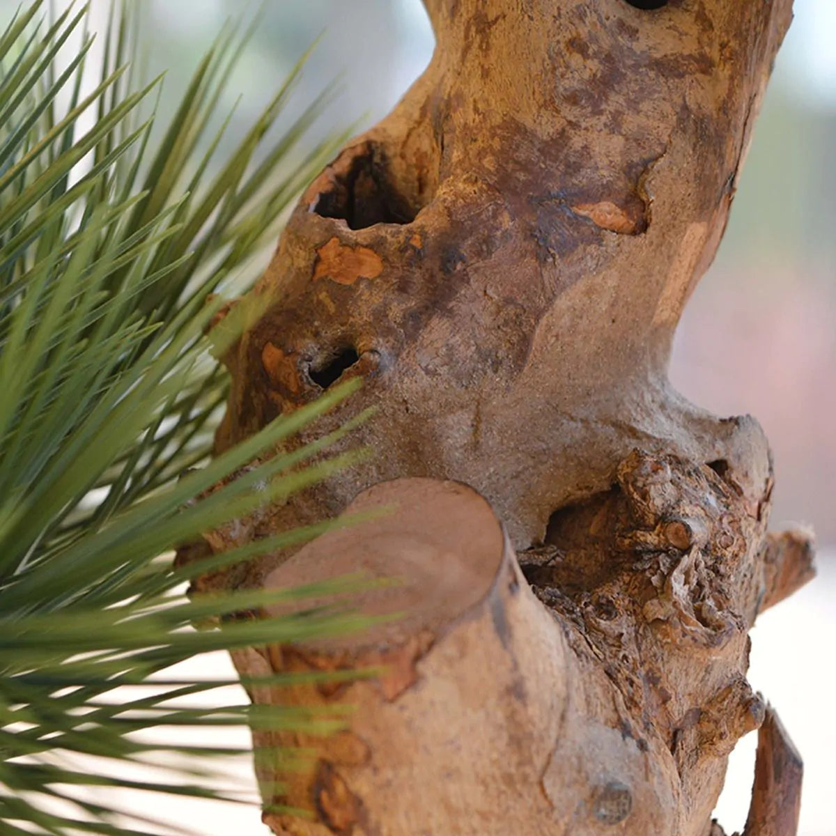 Kleine kunstmatige Pinus Bonsai boom 55 cm UV-bestendig voor buiten