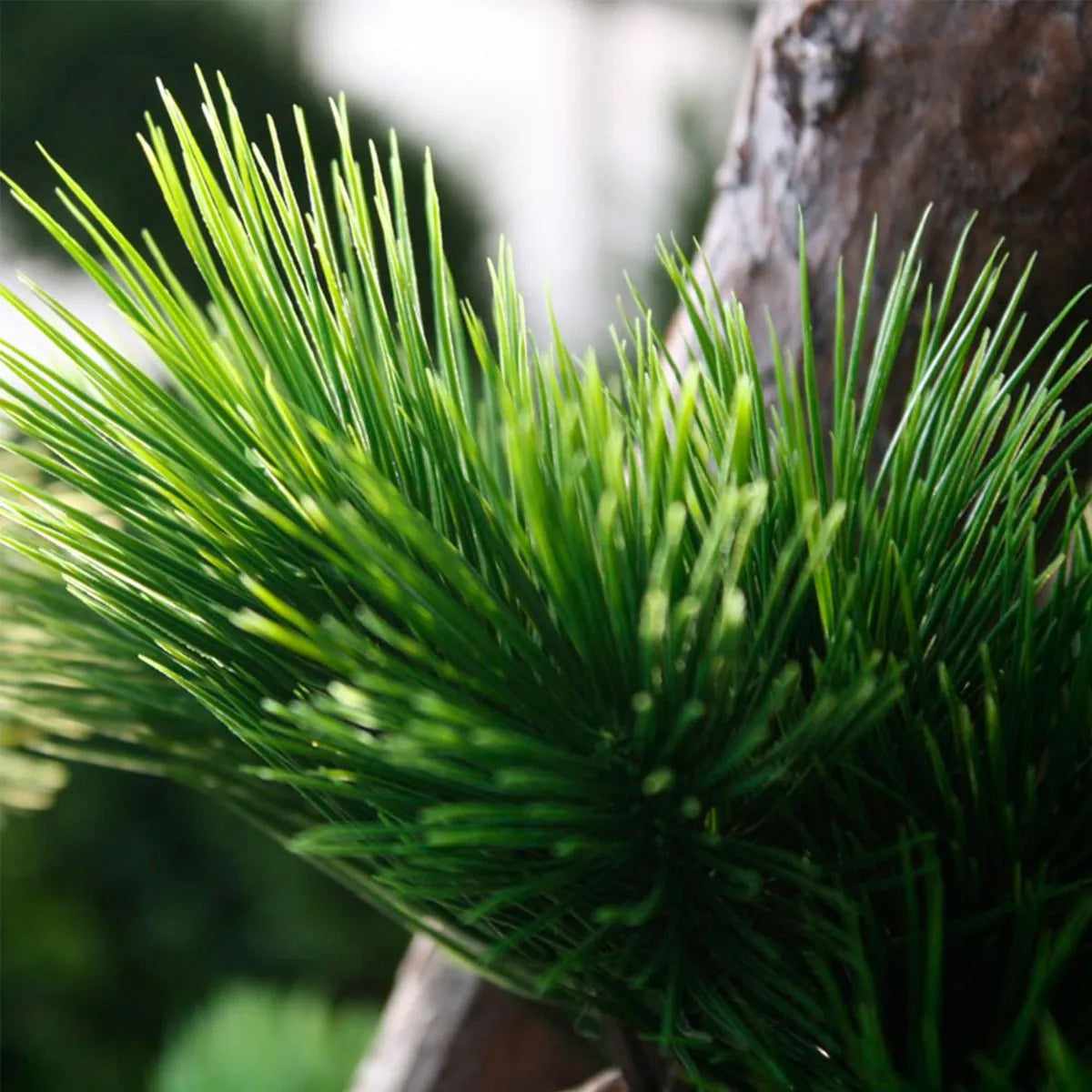 Luxe buitenkunstwerk: Pinus Bonsai XL met UV-bescherming
