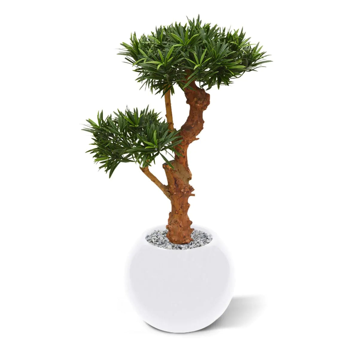 Kunstmatige Podocarpus-plant voor buiten op een echte houten stam van 70 cm met UV-bescherming.