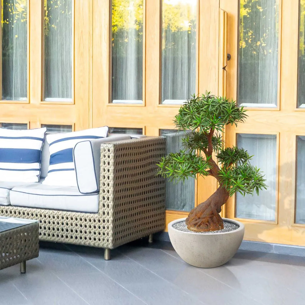 Luxe buitenkunst Podocarpus Bonsai x5 90 cm met UV-bescherming