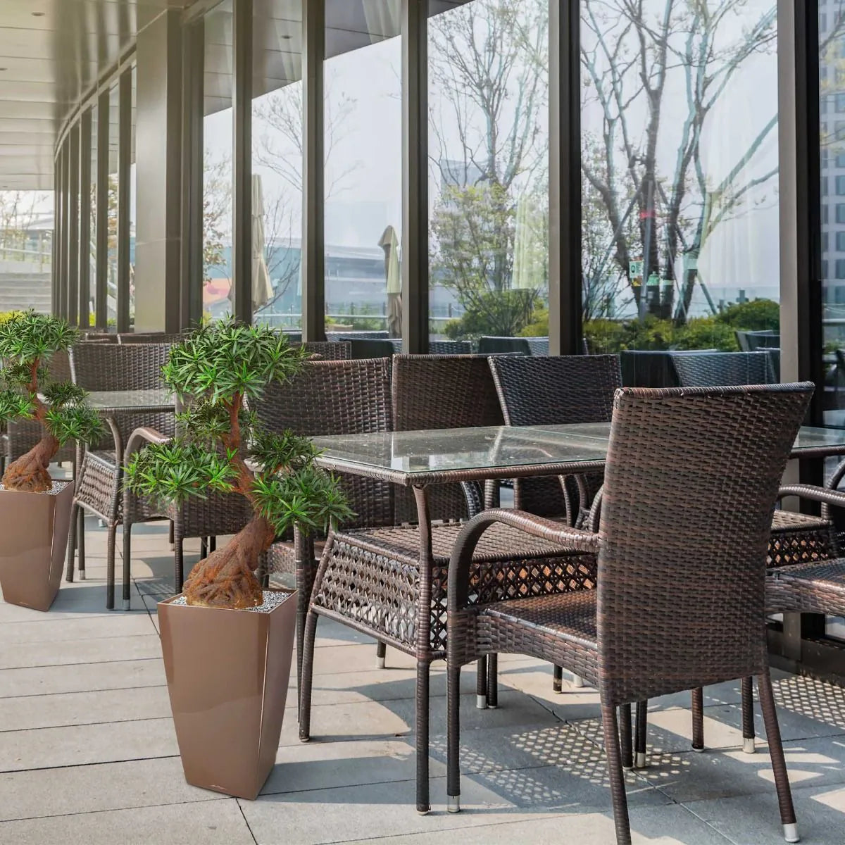 Deluxe Outdoor Art Podocarpus Bonsai x5 90 cm with UV protection