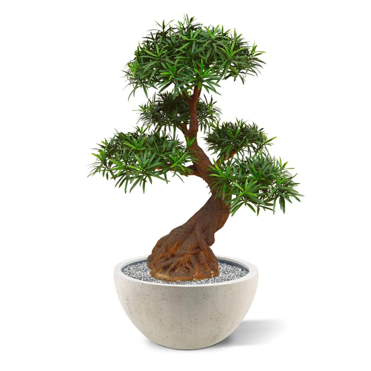 Luxe buitenkunst Podocarpus Bonsai x5 90 cm met UV-bescherming