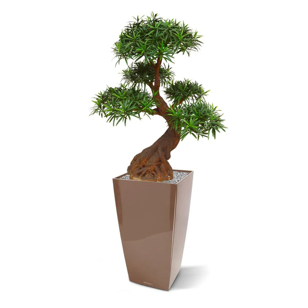 Luxe buitenkunst Podocarpus Bonsai x5 90 cm met UV-bescherming