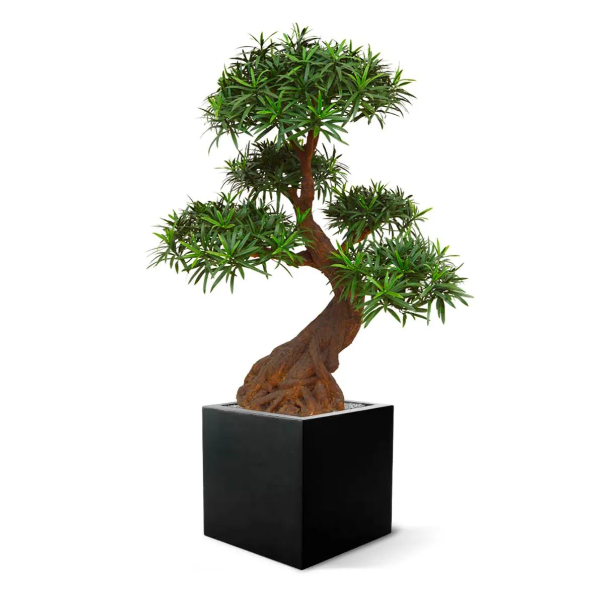 Deluxe Outdoor Art Podocarpus Bonsai x5 90 cm with UV protection